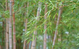 「パンダの食べ残した「竹」を海に沈めるとアオリイカが増えるワケとは？」の画像2