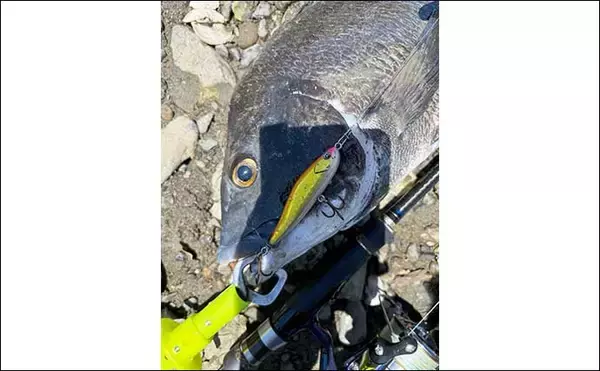 「陸っぱりチニング釣行で40cm超えチヌをキャッチ【熊本】プロペラ付きのルアーにヒット」の画像