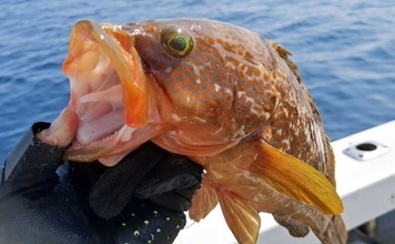 ひとつテンヤ釣りで40cm超え良型キジハタをキャッチ【新潟・千代丸】落とし方にコツあり