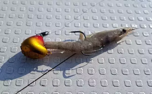 「ひとつテンヤ釣りで40cm超え良型キジハタをキャッチ【新潟・千代丸】落とし方にコツあり」の画像