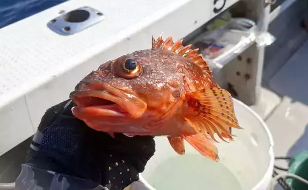 「ひとつテンヤ釣りで40cm超え良型キジハタをキャッチ【新潟・千代丸】落とし方にコツあり」の画像