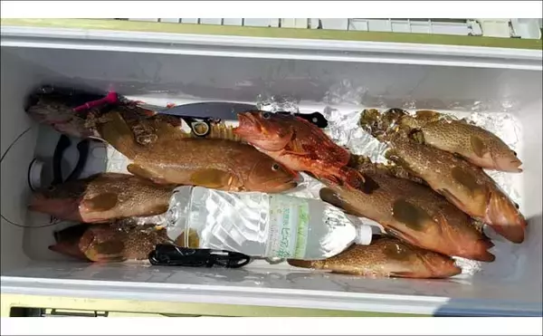 「ひとつテンヤ釣りで40cm超え良型キジハタをキャッチ【新潟・千代丸】落とし方にコツあり」の画像