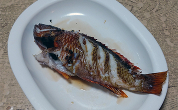 釣りのゲスト魚「ササノハベラ」の素焼きレシピ　新鮮さが美味さの条件