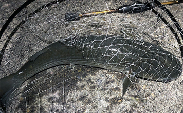 ボラがジャンプしていたら本命は釣れない？　周囲のフィッシュイーター有無のヒントに