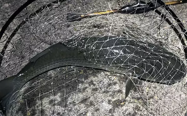 ボラがジャンプしていたら本命は釣れない？　周囲のフィッシュイーター有無のヒントに