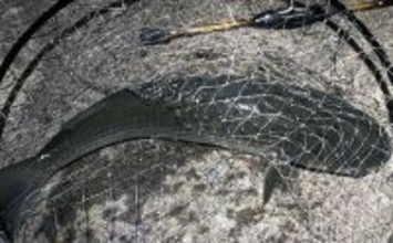 ボラがジャンプしていたら本命は釣れない？　周囲のフィッシュイーター有無のヒントに