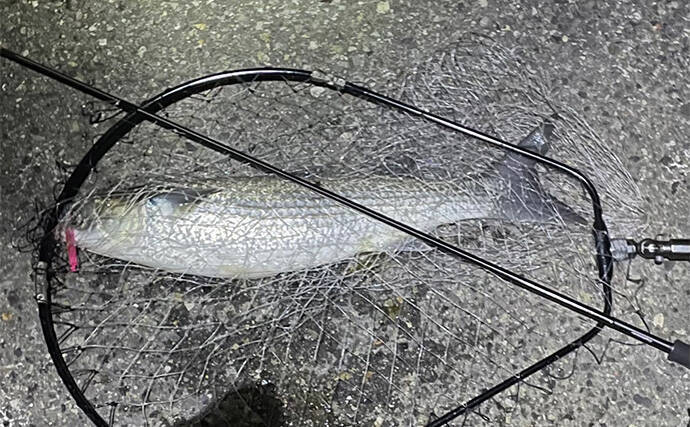 ボラがジャンプしていたら本命は釣れない？　周囲のフィッシュイーター有無のヒントに