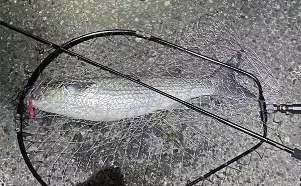 「ボラがジャンプしていたら本命は釣れない？　周囲のフィッシュイーター有無のヒントに」の画像