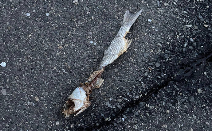 ボラがジャンプしていたら本命は釣れない？　周囲のフィッシュイーター有無のヒントに