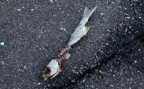 「ボラがジャンプしていたら本命は釣れない？　周囲のフィッシュイーター有無のヒントに」の画像