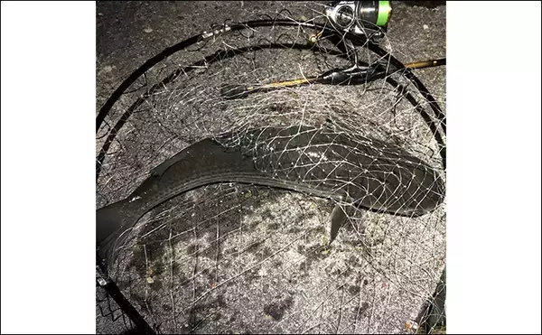 「ボラがジャンプしていたら本命は釣れない？　周囲のフィッシュイーター有無のヒントに」の画像