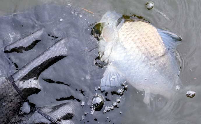 吉田康雄のザ・チャレンジへらぶな【川ベラでも狙ってみますか！#3】