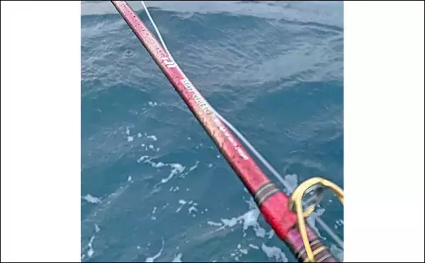 「糸島半島沖の泳がせ釣りで70cm級ヤズ手中【福岡・幸風】良型ヒラメ＆アコウもヒット」の画像