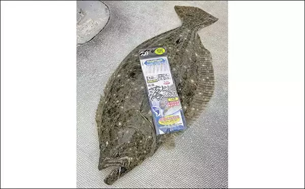 「糸島半島沖の泳がせ釣りで70cm級ヤズ手中【福岡・幸風】良型ヒラメ＆アコウもヒット」の画像