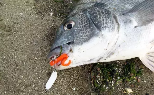 「3月から本格シーズン到来！」 サーフで楽しむ【チヌラバ】ゲームのススメ