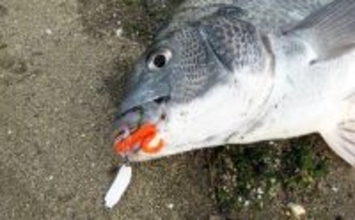 「3月から本格シーズン到来！」 サーフで楽しむ【チヌラバ】ゲームのススメ