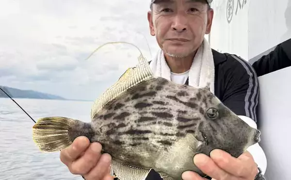 夏カワハギが絶好調！35cm級頭に尺超えが連発【船釣り最新情報6選・大分／熊本】