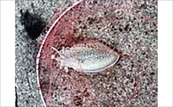 「検見川突堤でシリヤケイカをキャッチ【千葉】塩漬けのキビナゴにヒット！」の画像