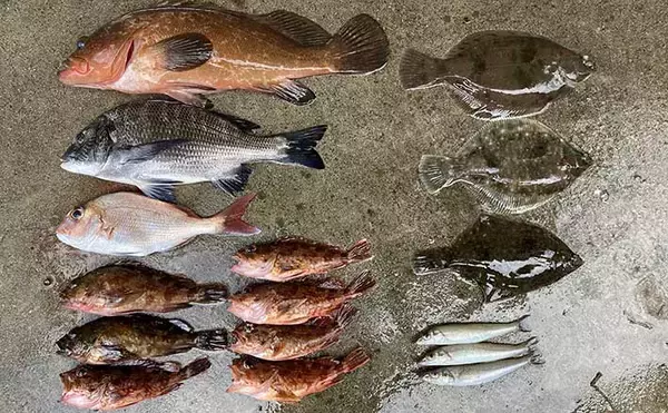 堤防からの投げ釣りで好打　本命カレイに46cmアコウにクロダイと多彩