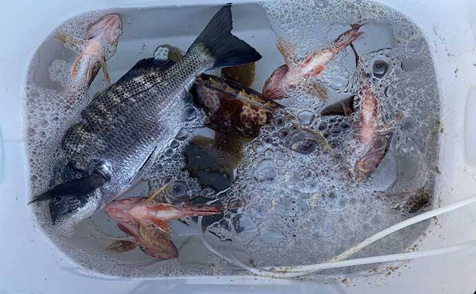 堤防からの投げ釣りで好打　本命カレイに46cmアコウにクロダイと多彩