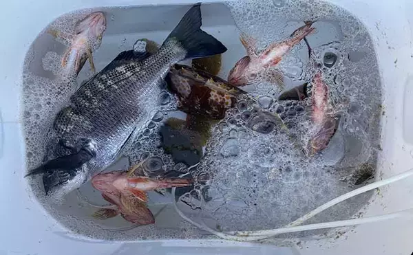 「堤防からの投げ釣りで好打　本命カレイに46cmアコウにクロダイと多彩」の画像