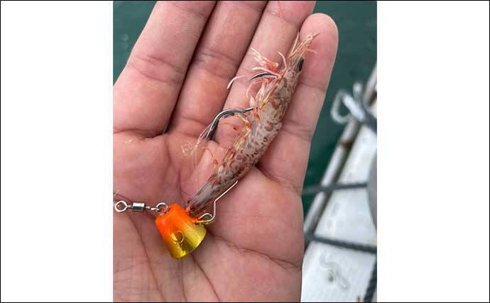 関門一つテンヤ釣りで良型マダイ手中　低活性時はステイより誘いが重要