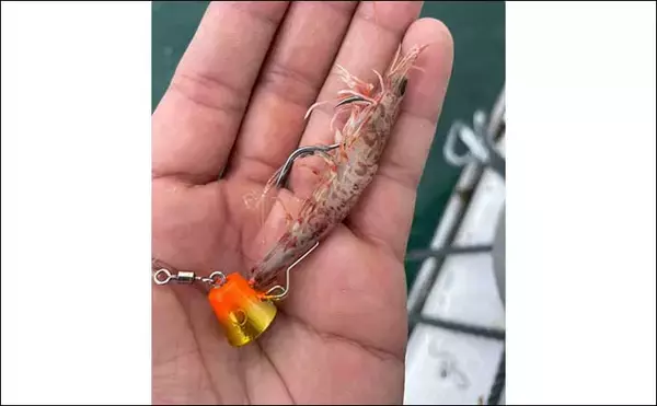 「関門一つテンヤ釣りで良型マダイ手中　低活性時はステイより誘いが重要」の画像