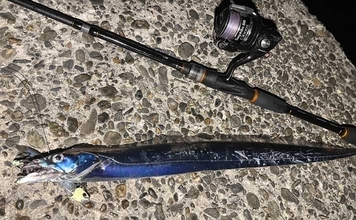 大阪泉南の漁港でタチウオ2本をキャッチ！　テンヤ釣り初挑戦での釣果に大興奮