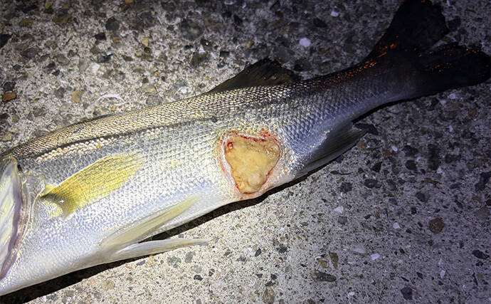 ルアーが付いたまま逃げた魚はその後どうなる？　掛かった場所によっても生存率に差ありか