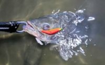 連日60cm超え良型シーバスと対面成功！ 冬は水温が少しでも高い場所を探すべし