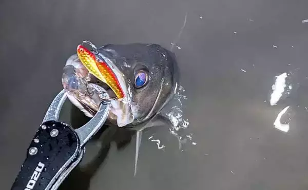「連日60cm超え良型シーバスと対面成功！ 冬は水温が少しでも高い場所を探すべし」の画像