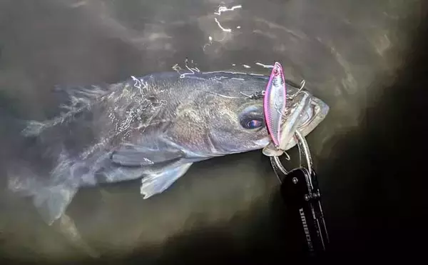 「連日60cm超え良型シーバスと対面成功！ 冬は水温が少しでも高い場所を探すべし」の画像