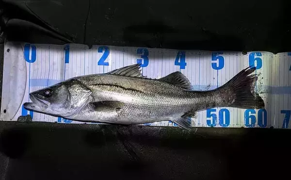 「連日60cm超え良型シーバスと対面成功！ 冬は水温が少しでも高い場所を探すべし」の画像
