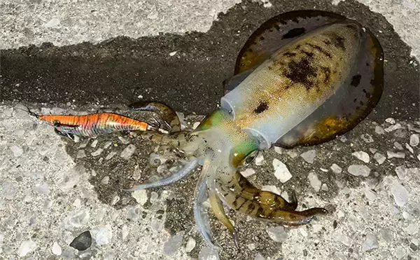 「陸っぱり遠征釣行でレアなゲスト魚含む11魚種と対面【大分】 名物「とり天」も堪能」の画像