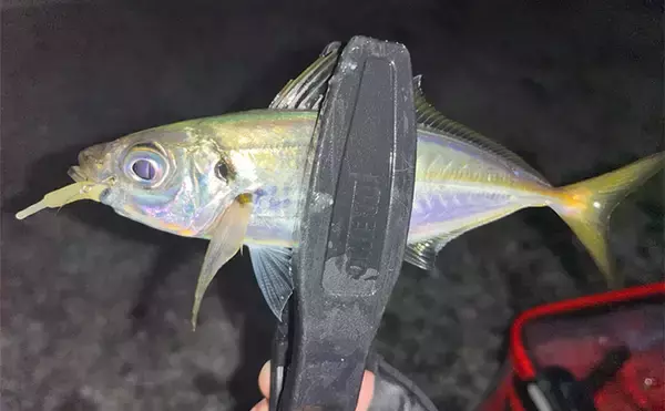 「陸っぱり遠征釣行でレアなゲスト魚含む11魚種と対面【大分】 名物「とり天」も堪能」の画像