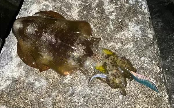 「陸っぱり遠征釣行でレアなゲスト魚含む11魚種と対面【大分】 名物「とり天」も堪能」の画像