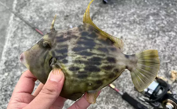 「陸っぱり遠征釣行でレアなゲスト魚含む11魚種と対面【大分】 名物「とり天」も堪能」の画像