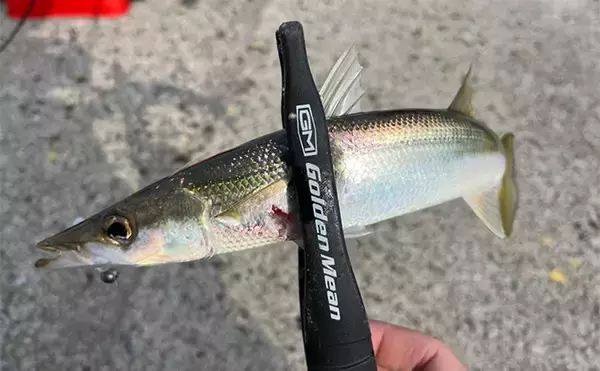 「陸っぱり遠征釣行でレアなゲスト魚含む11魚種と対面【大分】 名物「とり天」も堪能」の画像