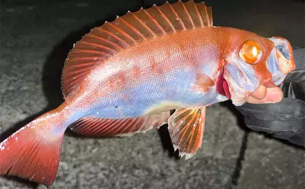 「陸っぱり遠征釣行でレアなゲスト魚含む11魚種と対面【大分】 名物「とり天」も堪能」の画像