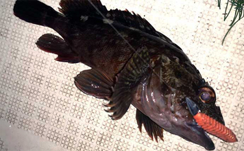 伊勢湾奥ナイトボートゲームでカサゴ全員ツ抜け達成【三重】セイゴ＆キジハタも好反応