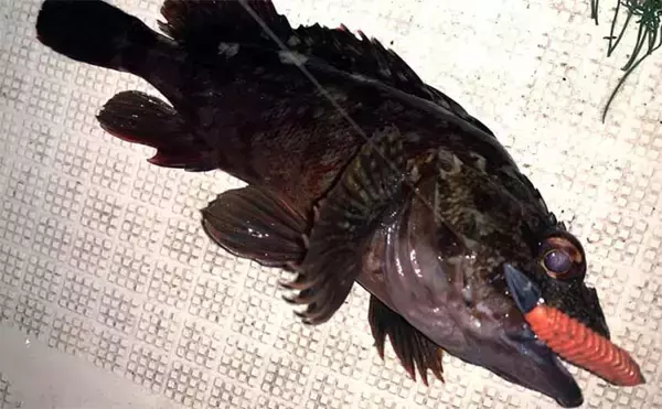 伊勢湾奥ナイトボートゲームでカサゴ全員ツ抜け達成【三重】セイゴ＆キジハタも好反応