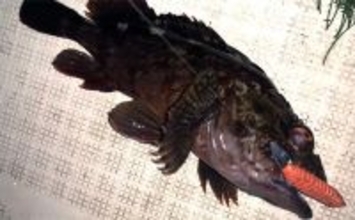 伊勢湾奥ナイトボートゲームでカサゴ全員ツ抜け達成【三重】セイゴ＆キジハタも好反応