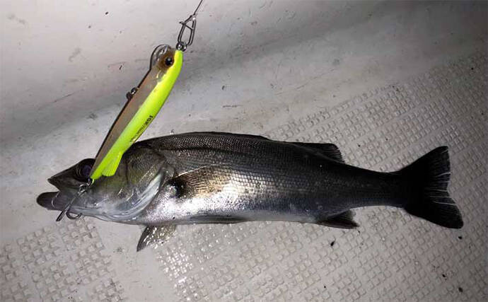 伊勢湾奥ナイトボートゲームでカサゴ全員ツ抜け達成【三重】セイゴ＆キジハタも好反応