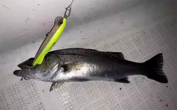 「伊勢湾奥ナイトボートゲームでカサゴ全員ツ抜け達成【三重】セイゴ＆キジハタも好反応」の画像