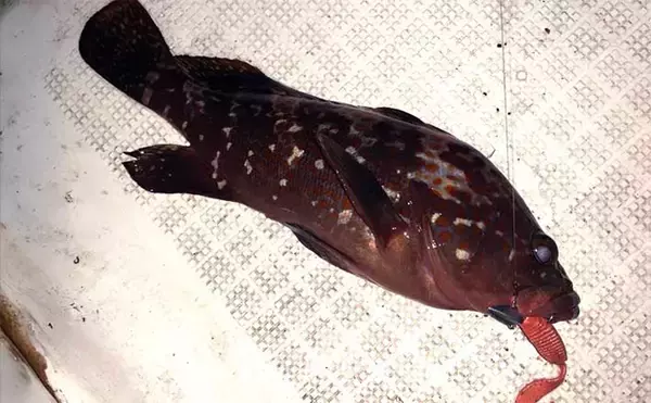 「伊勢湾奥ナイトボートゲームでカサゴ全員ツ抜け達成【三重】セイゴ＆キジハタも好反応」の画像