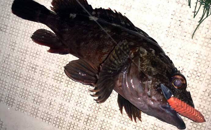 伊勢湾奥ナイトボートゲームでカサゴ全員ツ抜け達成【三重】セイゴ＆キジハタも好反応