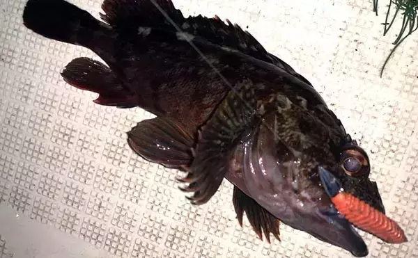 「伊勢湾奥ナイトボートゲームでカサゴ全員ツ抜け達成【三重】セイゴ＆キジハタも好反応」の画像