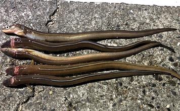 「タックルより仕掛けが重要？」 堤防ぶっこみアナゴ釣りの仕掛けを徹底解説