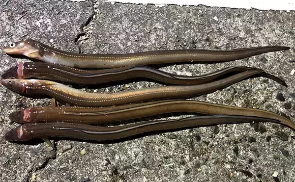 「タックルより仕掛けが重要？」 堤防ぶっこみアナゴ釣りの仕掛けを徹底解説