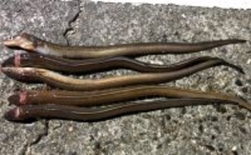 「タックルより仕掛けが重要？」 堤防ぶっこみアナゴ釣りの仕掛けを徹底解説